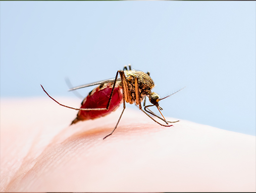 "ยุง" เจ้าวายร้ายตัวจ้อย